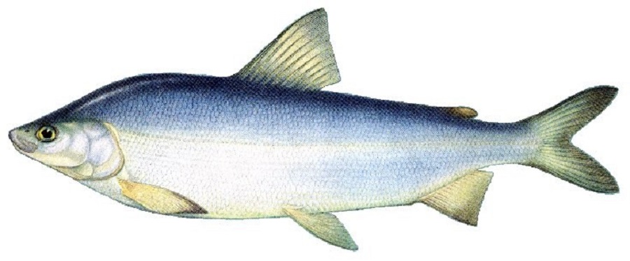 Якутская-Рыба-02